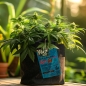 Preview: Grow Bucket Living Soil organic